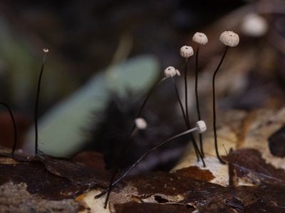 Marasmius bulliardii / Dwergwieltje