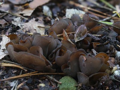 Otidea bufonia / Donker hazenoor / Toad's Ear