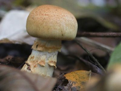Cortinarius triumphans / Prachtgordijnzwam / Birch Webcap