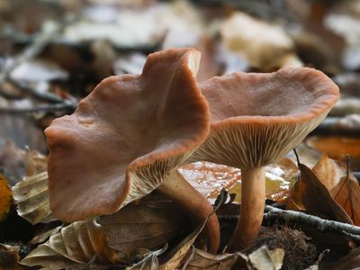 Lactarius subdulcis / Bitterzoete melkzwam / Mild milkcap