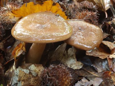 Lactarius subdulcis / Bitterzoete melkzwam / Mild milkcap