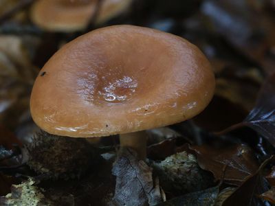 Lactarius subdulcis / Bitterzoete melkzwam / Mild milkcap