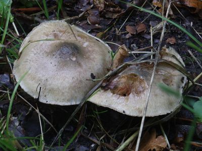 Inocybe corydalina / Groenig perenvezelkop / Greenflush Fibrecap