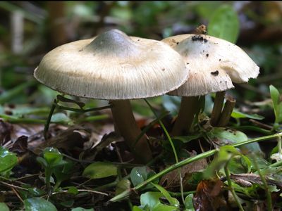 Inocybe corydalina / Groenig perenvezelkop / Greenflush Fibrecap