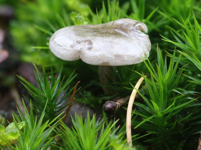 Clitocybe ditopa / Kleinsporige trechterzwam