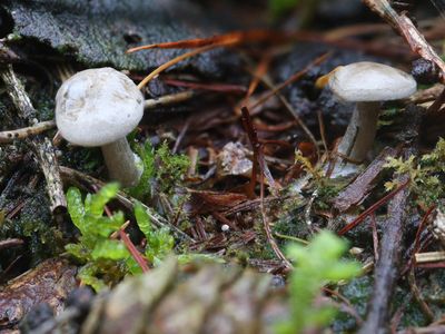 Clitocybe ditopa / Kleinsporige trechterzwam