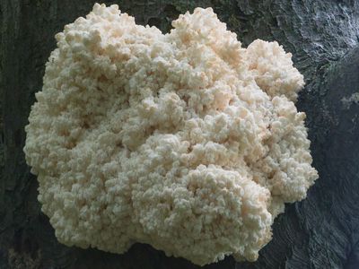 Hericium coralloides / Kammetjesstekelzwam / Coral Tooth