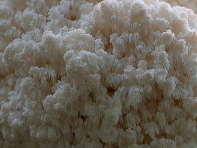 Hericium coralloides / Kammetjesstekelzwam / Coral Tooth