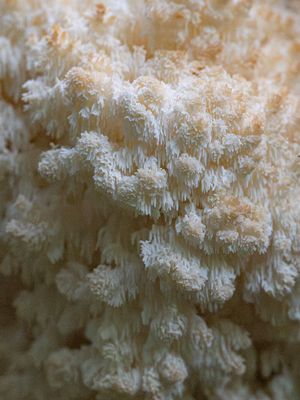 Hericium coralloides / Kammetjesstekelzwam / Coral Tooth