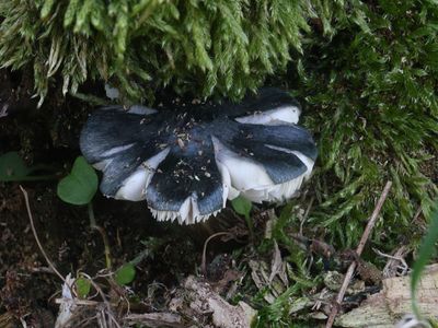 Pluteus atromarginatus / Zwartsnedehertenzwam