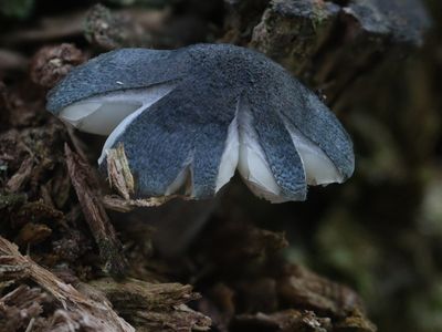 Pluteus atromarginatus / Zwartsnedehertenzwam