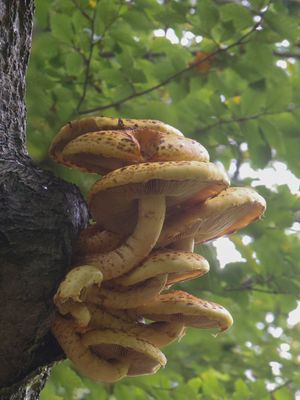 Pholiota adiposa / Goudvliesbundelzwam