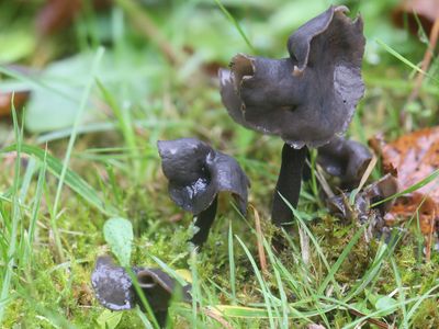 Helvella atra / Roetkluifzwam