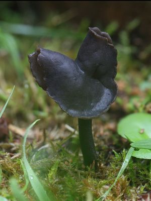 Helvella atra / Roetkluifzwam