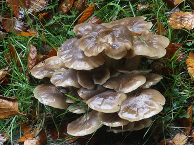 Lyophyllum decastes / Bruine bundelridderzwam / Fried Chicken Mushroom