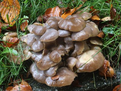 Lyophyllum decastes / Bruine bundelridderzwam / Fried Chicken Mushroom
