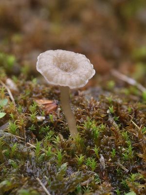 Omphalina rickenii / Muurtrechtertje