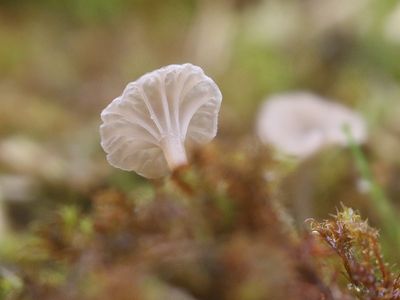 Omphalina rickenii / Muurtrechtertje