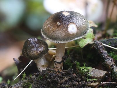 Lepiota grangei / Groenschubbige parasolzwam