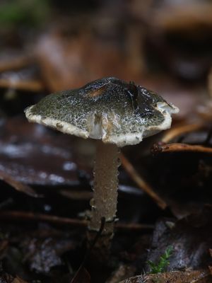 Lepiota grangei / Groenschubbige parasolzwam