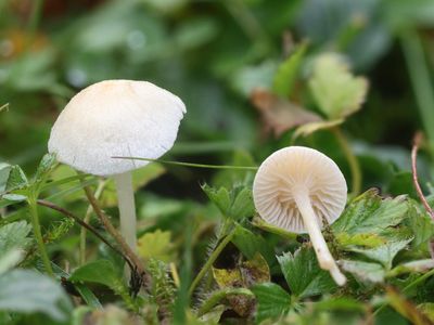 Entoloma sericellum / Sneeuwvloksatijnzwam