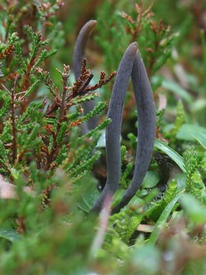 Clavaria greletii / Donkere knotszwam