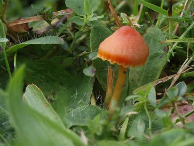 Hygrocybe mucronella / Bittere wasplaat