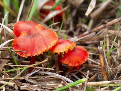 Hygrocybe helobia / Broos vuurzwammetje