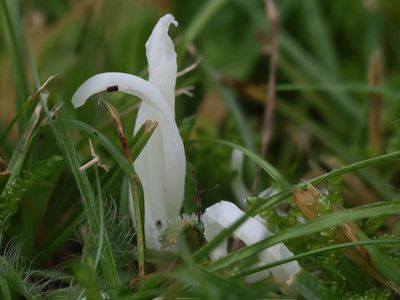 Clavaria fragilis / Wormvormige knotszwam 