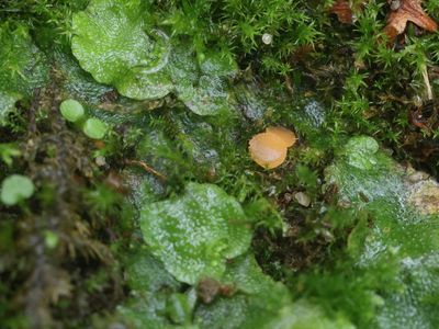 Octosporopsis nicolai / Halvemaantjesmosschijfje 