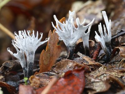 Xylaria hypoxylon / Geweizwam / Candlesnuff fungus