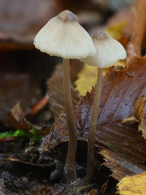 Mycena galopus / Melksteelmycena / Milking Bonnet