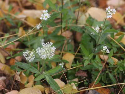 Grijskruid / Hoary Alyssum / Berteroa incana