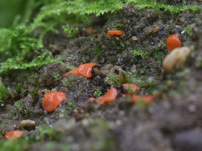 Pulvinula convexella / Groot moskussentje