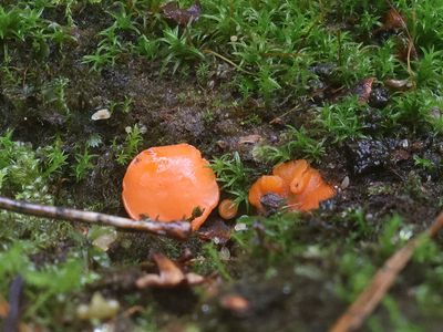 Pulvinula convexella / Groot moskussentje