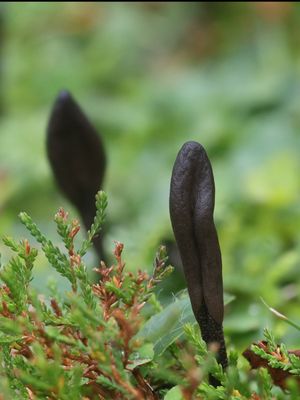 Geoglossum fallax / Fijngeschubde aardtong