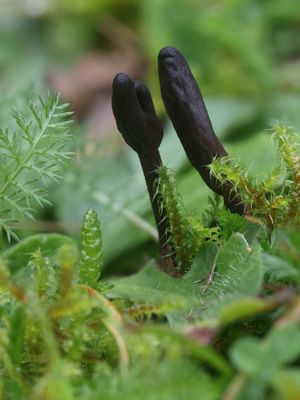 Geoglossum fallax / Fijngeschubde aardtong