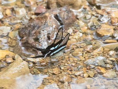 Green Dragontail / Lamproptera meges
