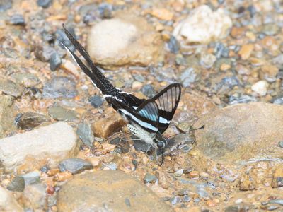 Green Dragontail / Lamproptera meges