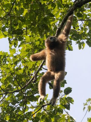 Lar Gibbon / Withandgibbon / Hylobates lar