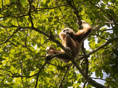 Lar Gibbon / Withandgibbon / Hylobates lar