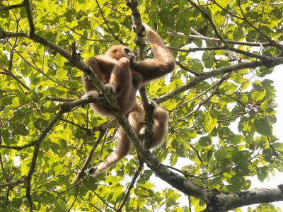 Lar Gibbon / Withandgibbon / Hylobates lar