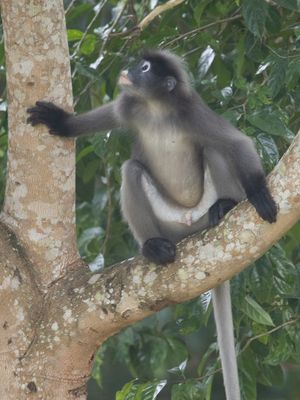 Dusky Langur / Brillangoer / Trachypithecus obscurus