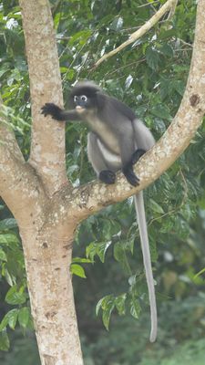 Dusky Langur / Brillangoer / Trachypithecus obscurus