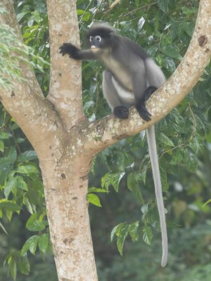 Dusky Langur / Brillangoer / Trachypithecus obscurus