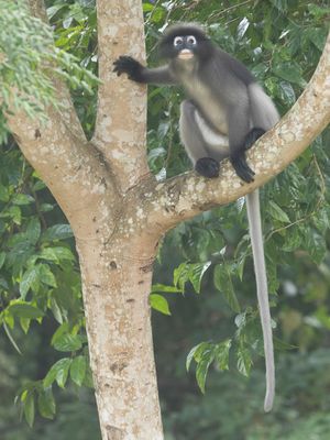 Dusky Langur / Brillangoer / Trachypithecus obscurus