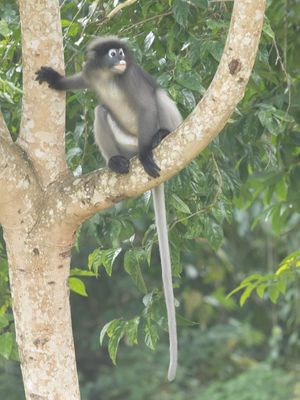 Dusky Langur / Brillangoer / Trachypithecus obscurus