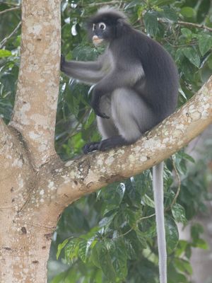 Dusky Langur / Brillangoer / Trachypithecus obscurus