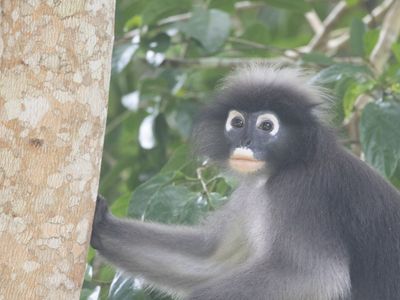 Dusky Langur / Brillangoer / Trachypithecus obscurus