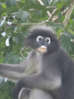 Dusky Langur / Brillangoer / Trachypithecus obscurus